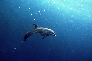 Dolphin