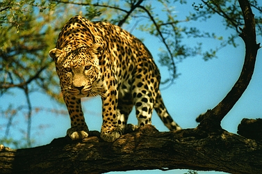 Leopard