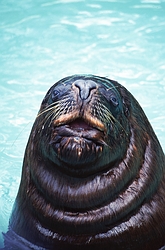 Sea Lion