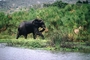 African Elephant picture