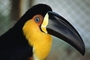 Ariel Toucan picture