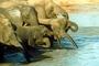 Elephant picture