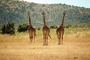 Giraffe picture