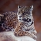 Leopard picture