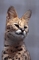 Serval picture