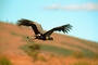 Vulture picture