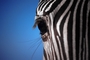 Zebra picture